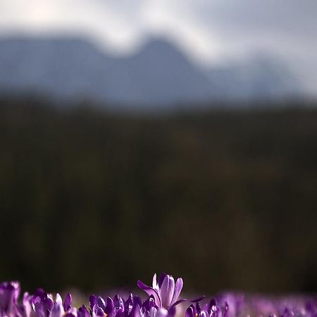 Willa Na Potoku Zakopane Kültér fotó